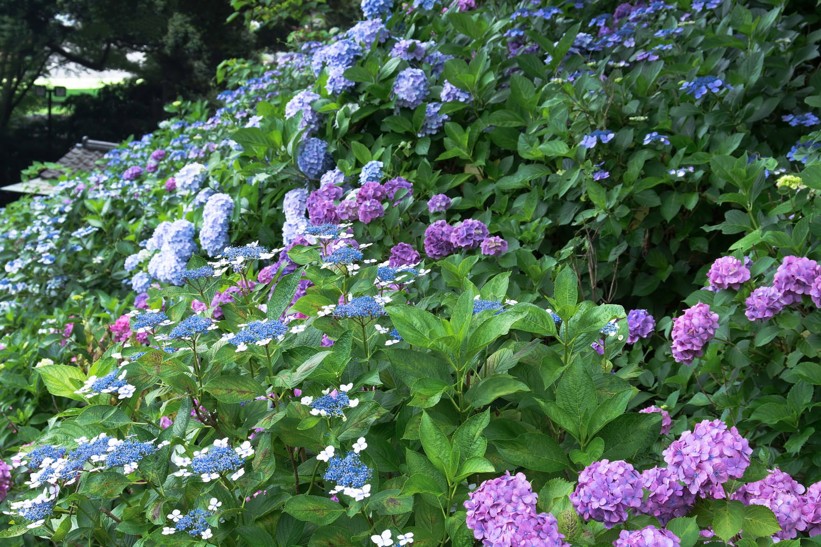 斜面いっぱいに群生する紫陽花