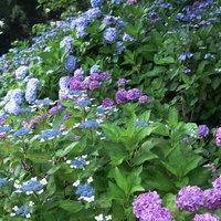 斜面を埋める色とりどりの紫陽花の写真