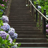 階段沿いに彩る紫陽花の写真