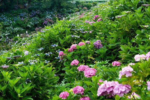 斜面一面のアジサイ