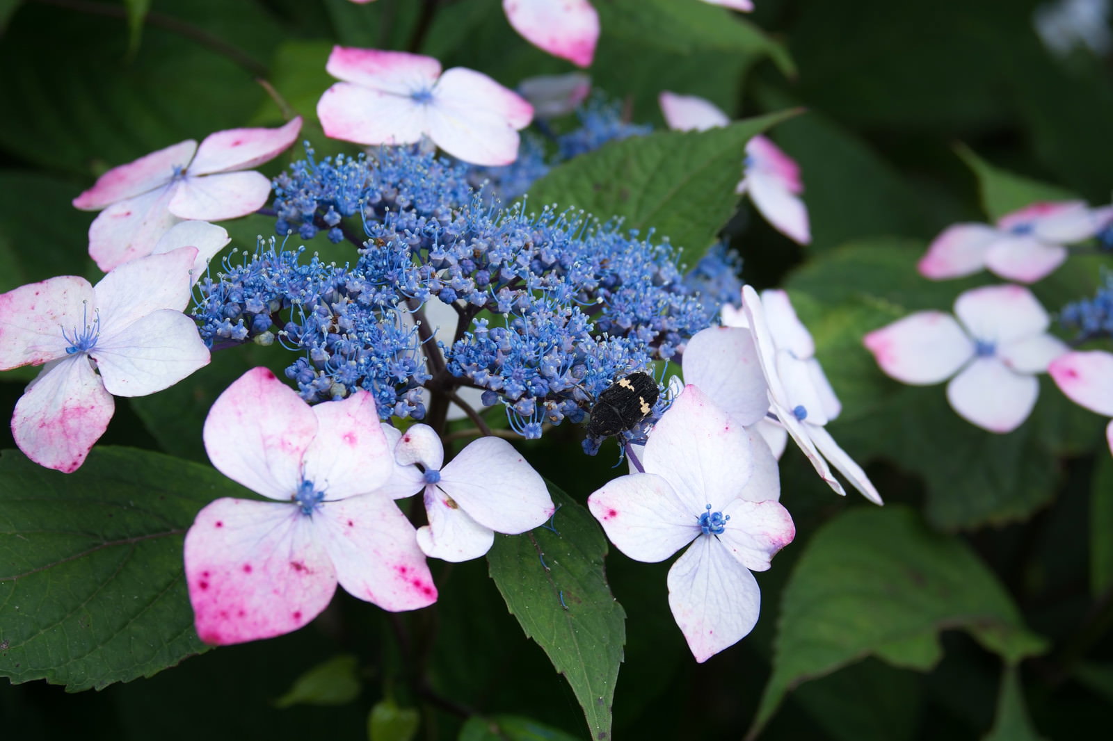 紫陽花の花に虫が止まっている