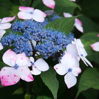 蜜を求める虫と紫陽花の写真
