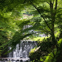 養老の滝へと向かう道から見える新緑に囲まれたせせらぎの写真