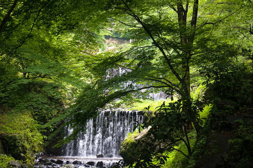 養老の滝へと向かう道から見える新緑に囲まれたせせらぎ