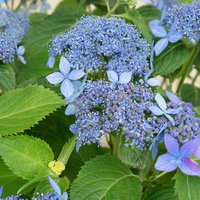 青紫色のガクアジサイの写真