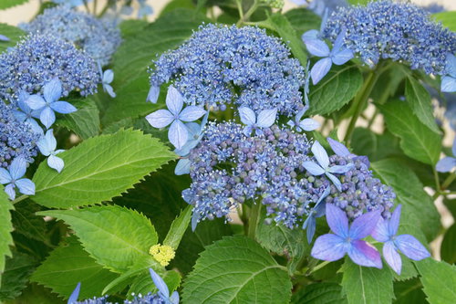 青紫色のガクアジサイ