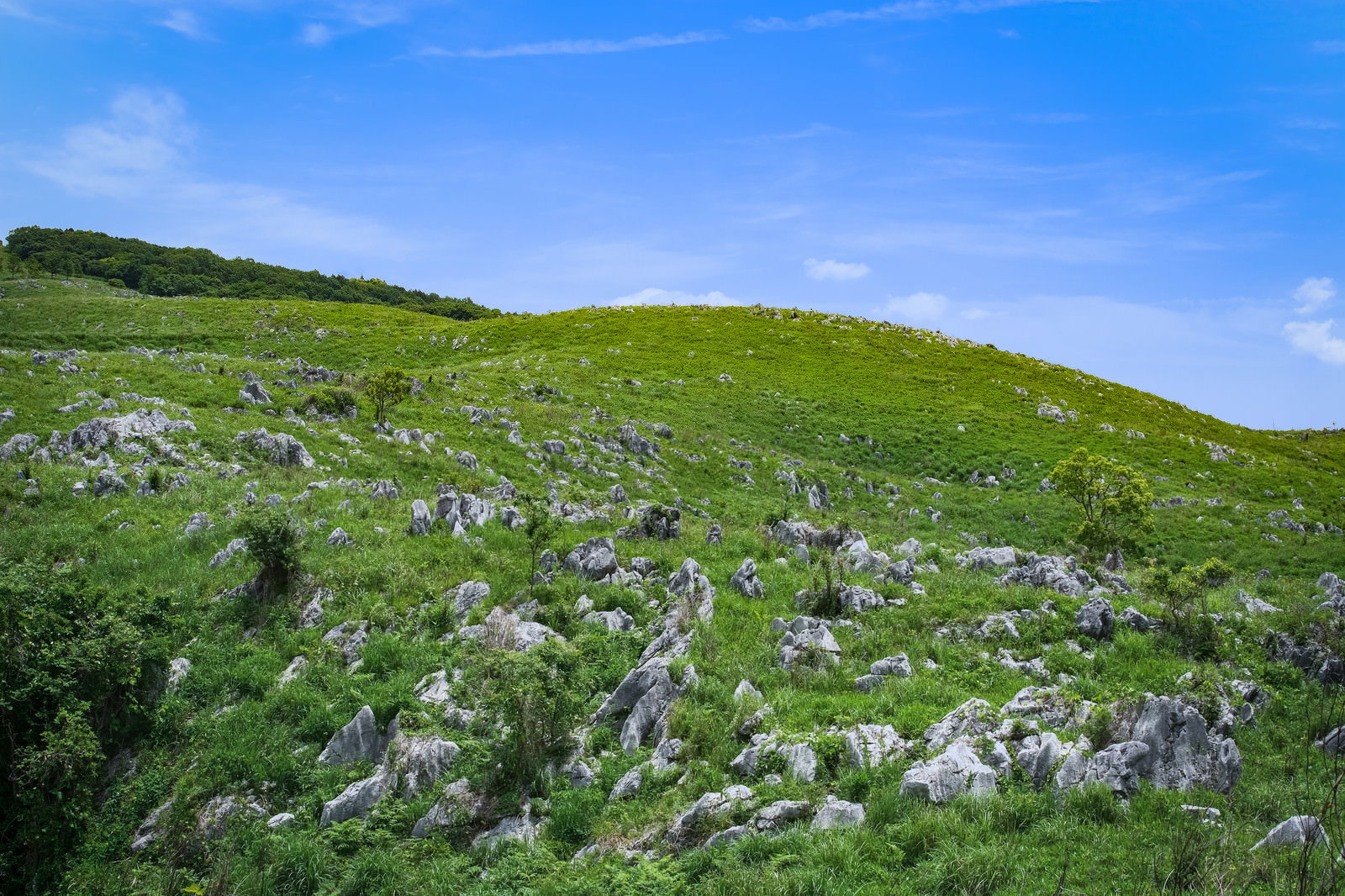 青空の下、緑の草原に無数の石灰岩が点在する秋吉台の風景