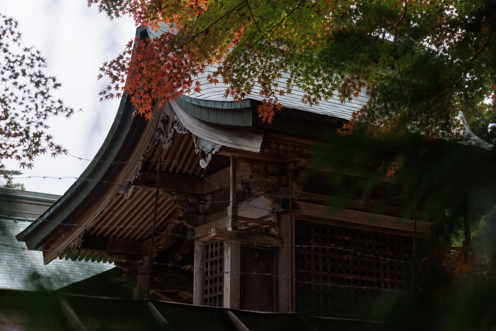 深い赤に染まった楓の枝が垂れ下がり、黒い屋根の三春神社の社殿を覆う秋の風景
