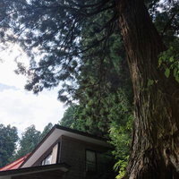 東堂山満福寺の樹齢を重ねた大杉と黒い建屋の写真