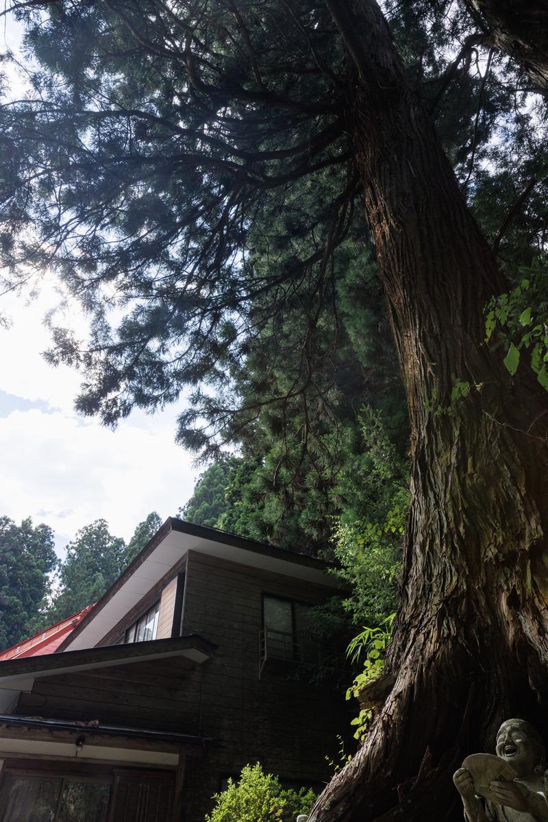 東堂山満福寺の樹齢を重ねた大杉の幹と枝葉、隣に黒い建屋