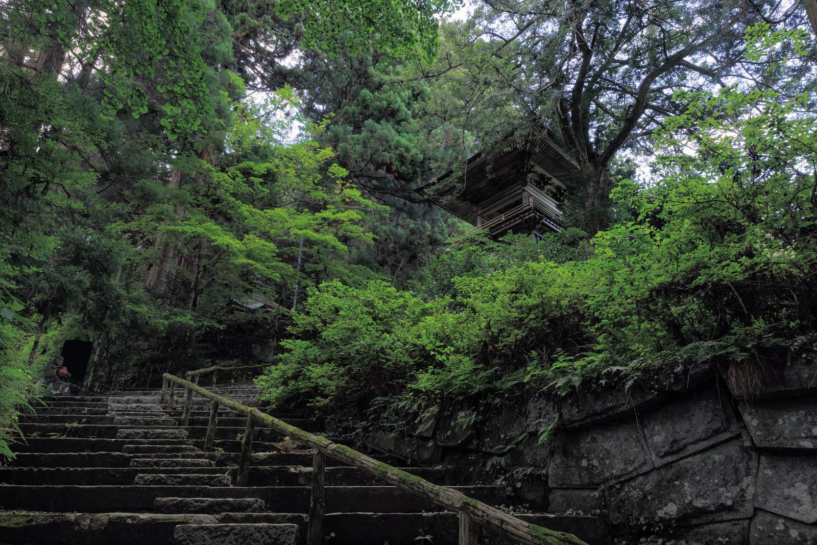 杉林に囲まれた苔むした石段の先に古い鐘楼が見える寺院の参道