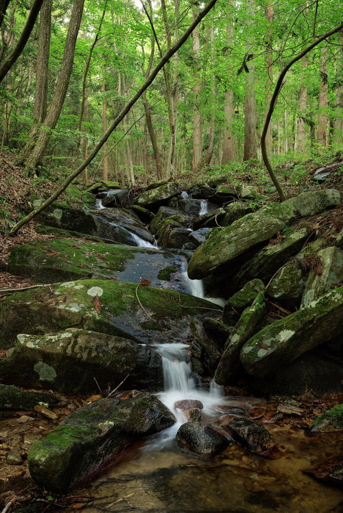 玉川村の東野の清流に流れ込む広葉樹林の小さな滝