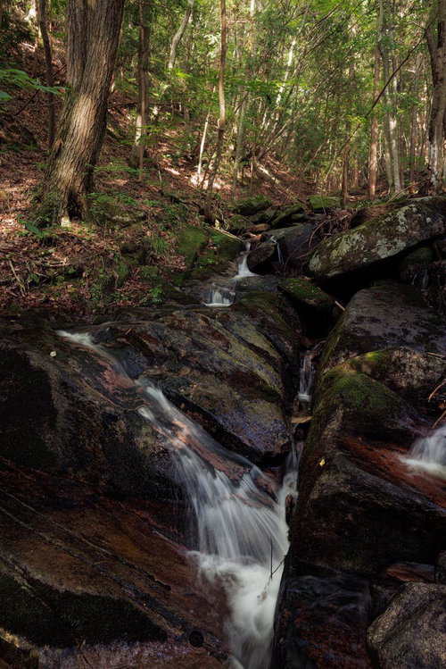苔むした岩を流れる玉川村東野の清流と森林風景