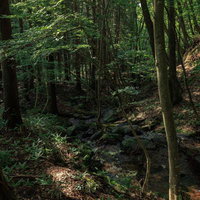 玉川村・東野の森を流れる清流の写真