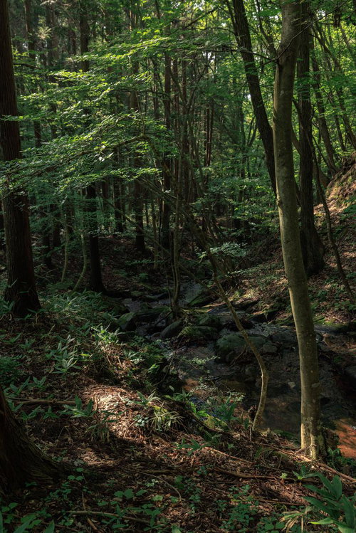 玉川村の東野の清流で光と影が交わる雑木林
