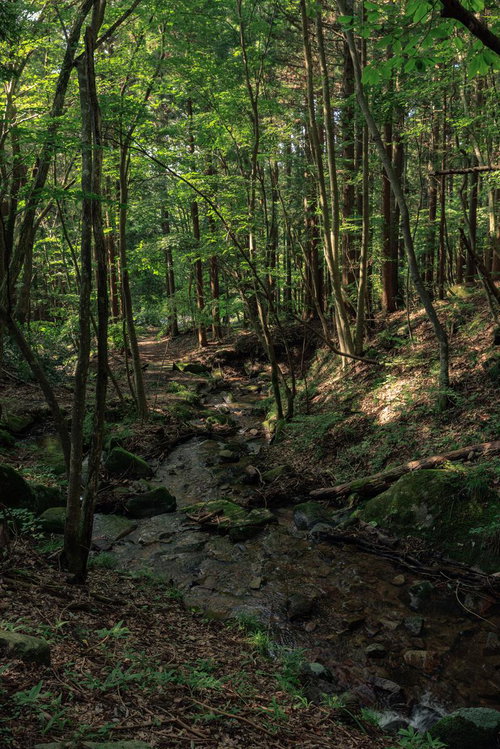 玉川村の東野の清流を流れる水と林の自然風景