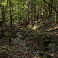 玉川村・東野の渓流 森の中を流れる清流の写真