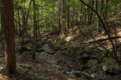 静寂に包まれた玉川村のせせらぎ、東野の清流で感じる雑木林の自然