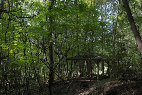 玉川村の東野の清流沿いにある東屋で光る木々