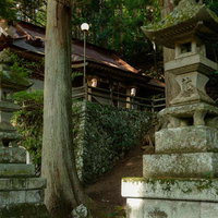 老杉の根元に建つ石灯籠と古殿八幡神社の社殿の写真