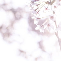 まばゆい春の訪れ、淡紫色の小さな花が満開の写真