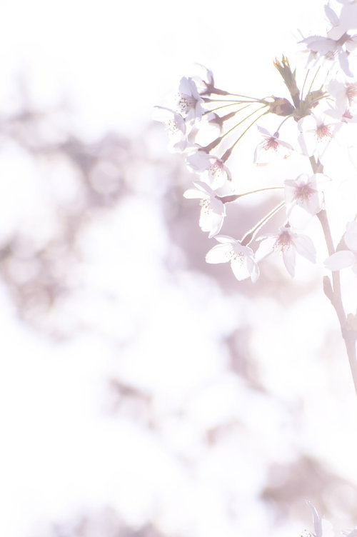 まばゆい春の訪れ、淡紫色の小さな花が満開