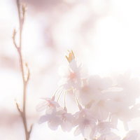 春の夜明けに咲く桜の花 淡ピンクと白色の開花風景の写真