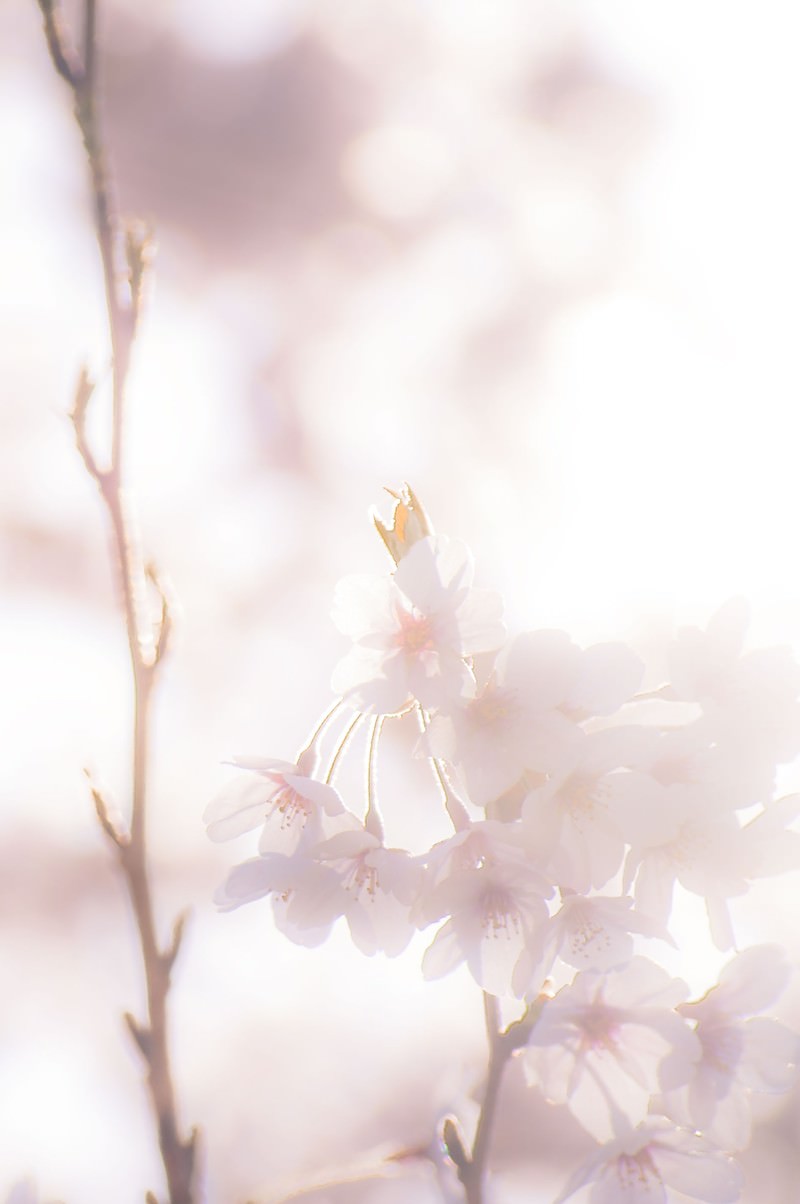 淡いピンクと白色の桜の花が光に透けて咲く春の風景