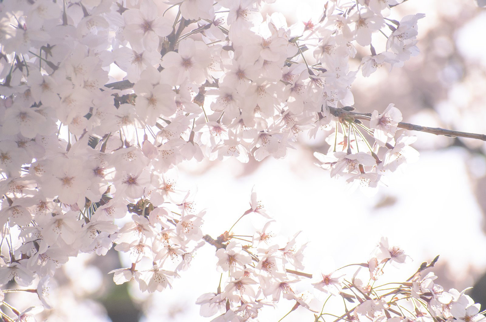 逆光を浴びて白く透ける満開の桜の枝を下から見上げた構図