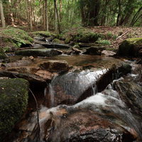 苔むした岩石と水の流れが織りなす東野の清流の写真