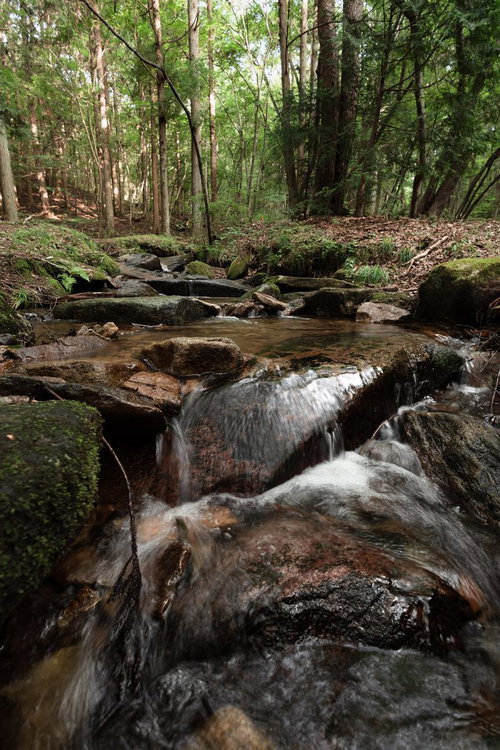 苔むした岩石と水の流れが織りなす東野の清流