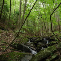 玉川村東野の清流を流れる渓流、広葉樹林に囲まれた静寂の自然風景の写真