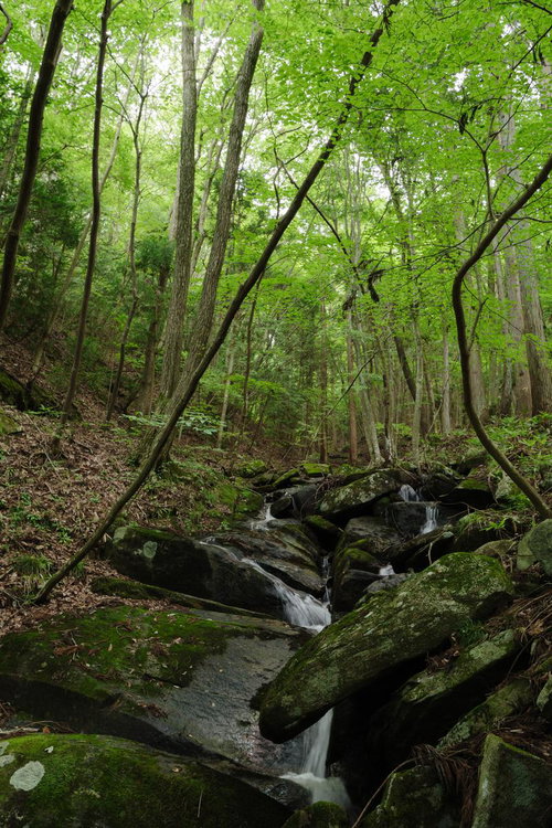 玉川村東野の清流を流れる渓流、広葉樹林に囲まれた静寂の自然風景