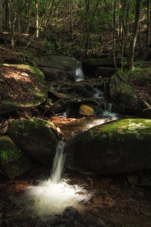 光と影の調和、東野の清流の木漏れ日と苔むした岩