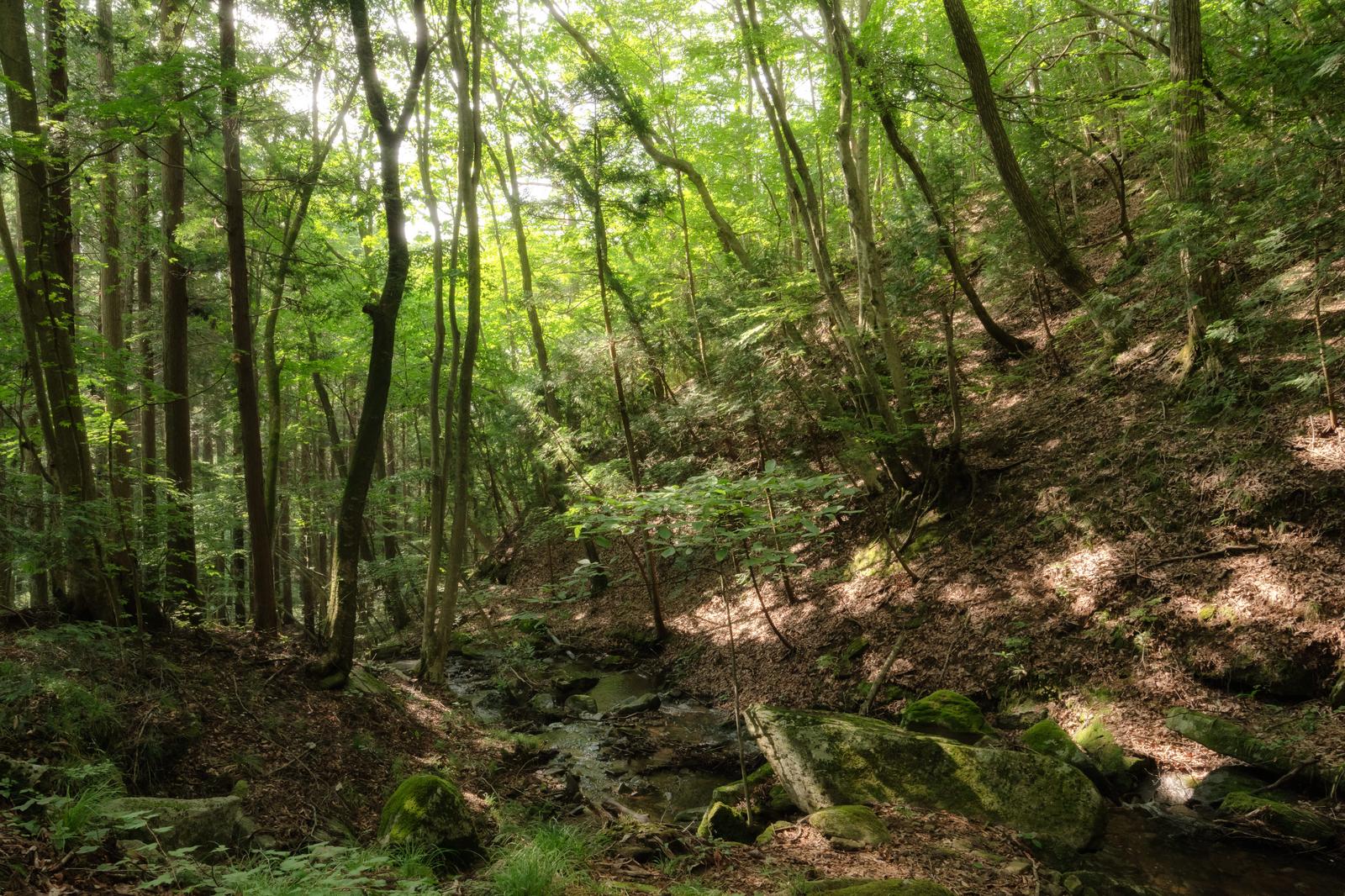 玉川村の東野の清流沿いで、苔むした岩と雑木林に差し込む木漏れ日