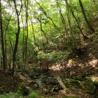 玉川村の東野の清流、苔むした岩と木漏れ日が織りなす雑木林の写真