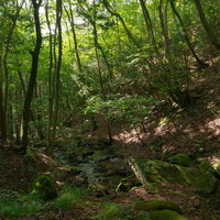 玉川村の東野の清流沿いに立つ木々と木漏れ日の写真