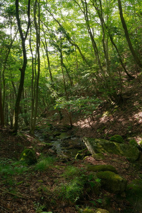 玉川村の東野の清流沿いに立つ木々と木漏れ日