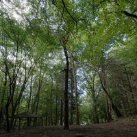 玉川村の東野の清流沿いに建つ東屋と木々に囲まれた林の写真