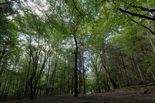 玉川村の東野の清流沿いに建つ東屋と木々に囲まれた林