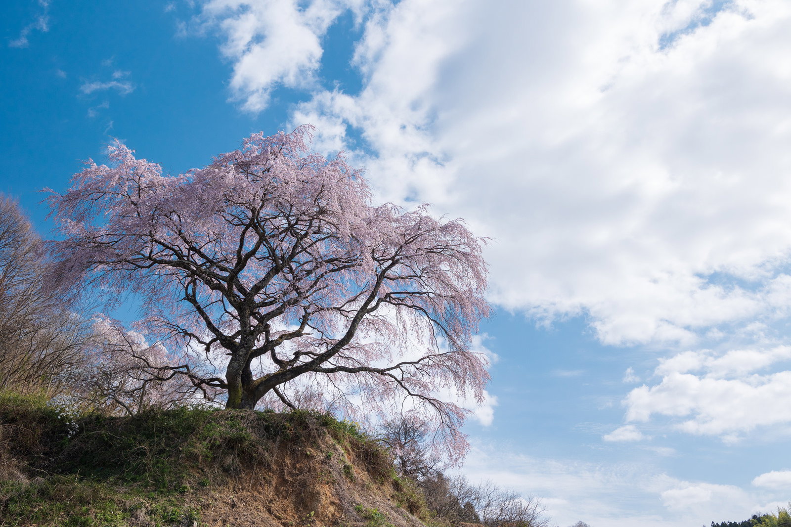 満開の表の桜が青空を背景に美しく咲いている風景