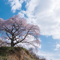 清々しい青空と満開の表の桜、福島県郡山市の一本桜の写真