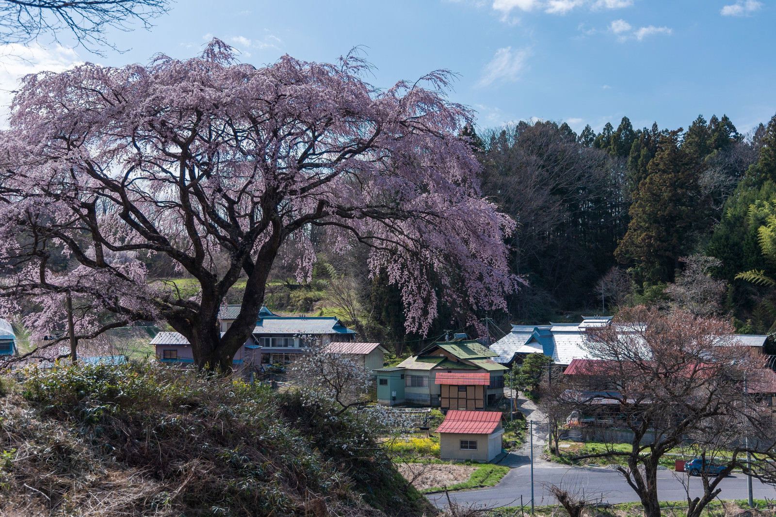 満開の枝垂れ桜と周辺の民家が織りなす春の里山風景