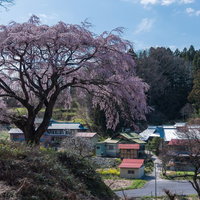 郡山市の表の桜と周辺の民家の写真