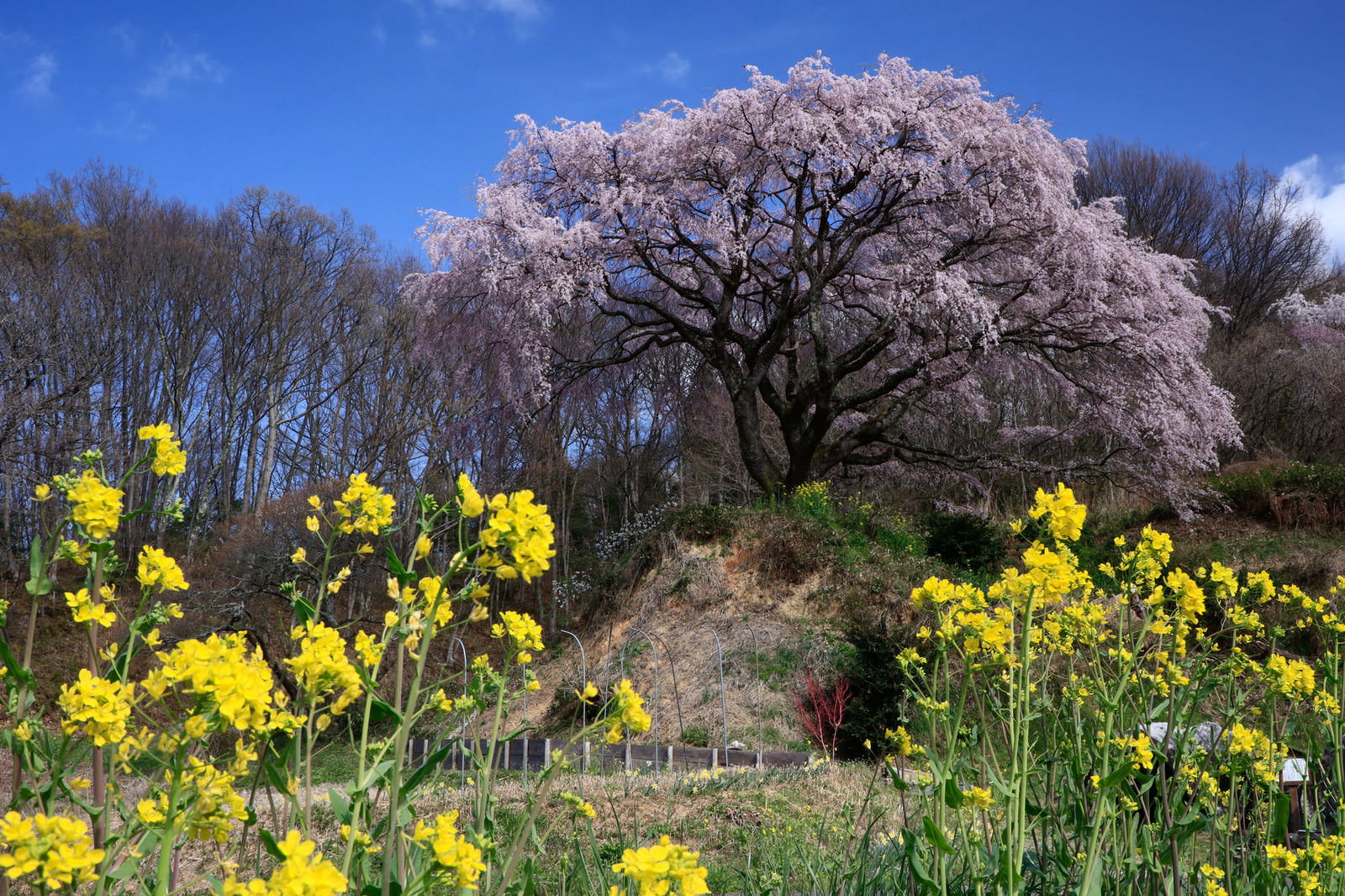 青空の下で満開に咲く表の桜と手前に咲く黄色い菜の花畑