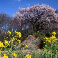 郡山市の表の桜と菜の花畑 - 春の風景の写真