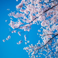 見上げた春の青空と満開の桜の写真