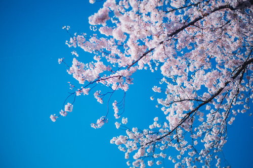 見上げた春の青空と満開の桜