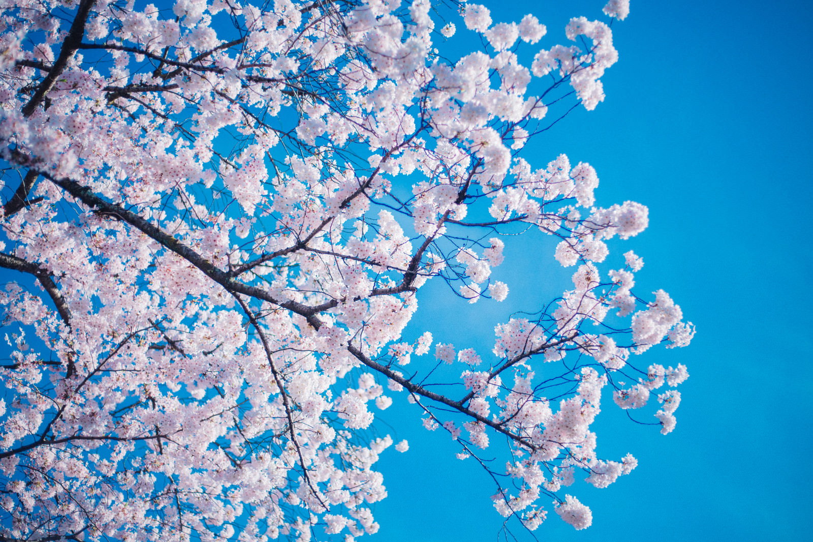 青空に満開に咲く桜の花と枝