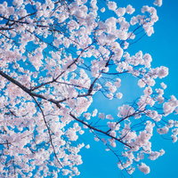青空に満開に咲き誇る桜のの写真